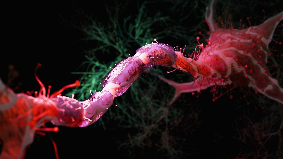 «تخفيف السعرات 30%: هل يمكن أن يعزز من شباب الدماغ؟»