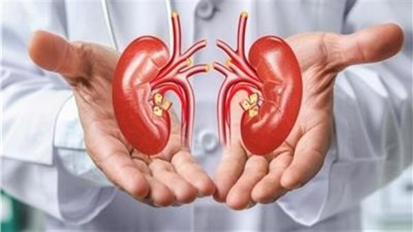 دور البكتيريا في تشكل حصوات الكلى وتحليل تأثيرها الصحي