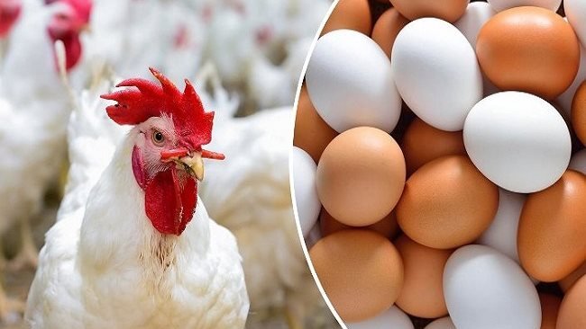 أسعار الدواجن والبيض تشهد تغيرات طفيفة في ثاني أيام العيد