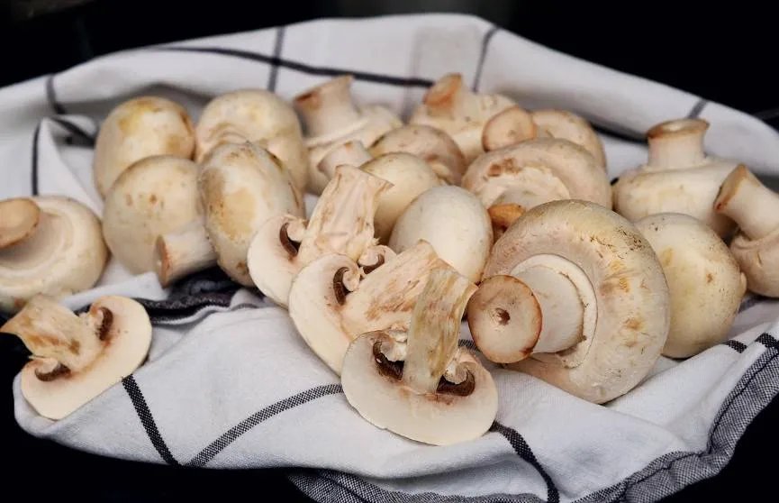 «تناول الفطر بانتظام: تأثيره الإيجابي على ضغط الدم»