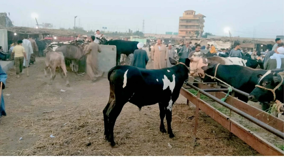 تراجع أسعار المواشي مع توقع التجار بزيادة المعروض قبل عيد الأضحى