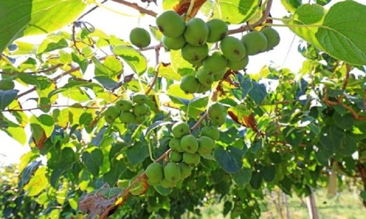 فوائد الكيوى اليابانى في الوقاية من سرطان الرئة