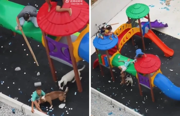 كلب يهاجم طفلاً داخل منطقة ألعاب في الصين بشكل عنيف فيديو يثير الجدل