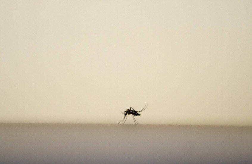 عالم أوبئة إندونيسي يحذر من تهديد انتشار الحشرات الناقلة للأمراض في أوروبا