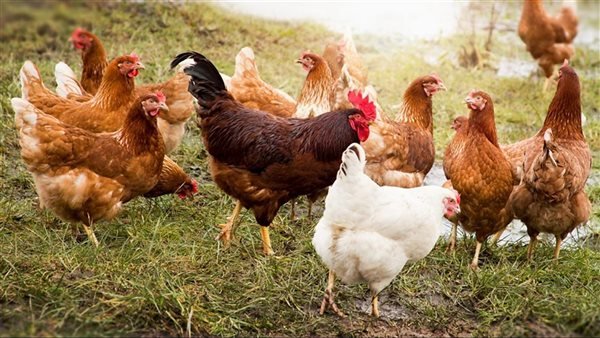 أسعار الفراخ اليوم السبت 11 أبريل 2026 بين ارتفاع البيضاء وانخفاض البلدي