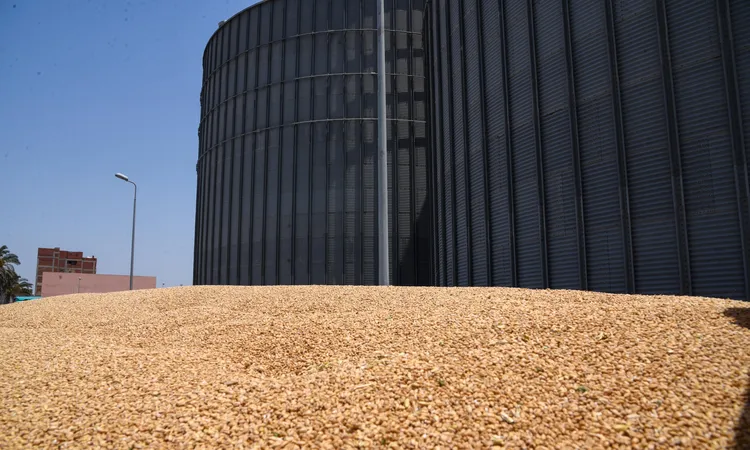 أسعار القمح تشهد تراجعًا عالميًا لليوم الثالث على التوالي بفعل وفرة المعروض وترقب المفاوضات المقبلة