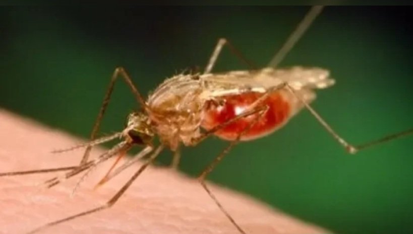 ندوة إلكترونية تفاعلية تناقش الملاريا في تونس ضمن الفعالية التي تنظمها جريدة الصباح نيوز 25 أفريل