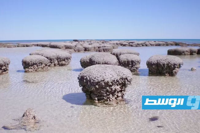 سر نشأة الحياة المعقدة مكتشف في خليج القرش غرب أستراليا